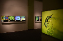 Wasp_exhibition__DSC3424